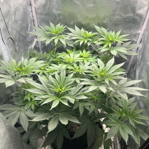 Solfire cherrylicious growlog timeline photo