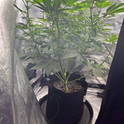 Solfire cherrylicious growlog timeline photo