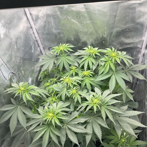Solfire cherrylicious growlog timeline photo