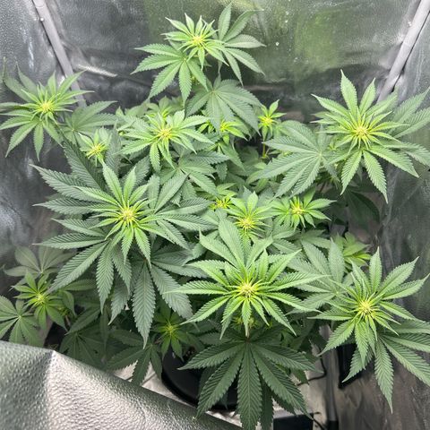 Solfire cherrylicious growlog timeline photo