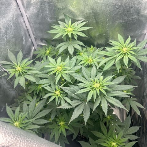 Solfire cherrylicious growlog timeline photo