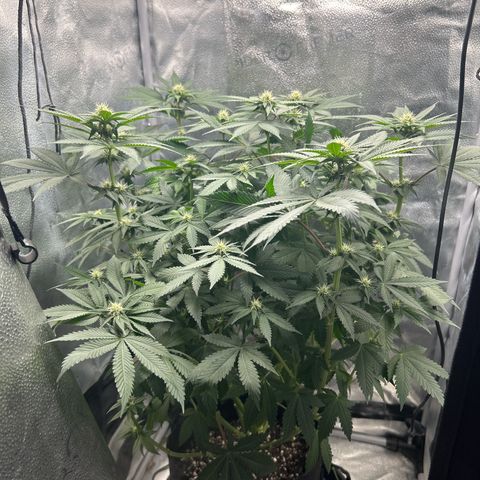 Solfire cherrylicious growlog timeline photo
