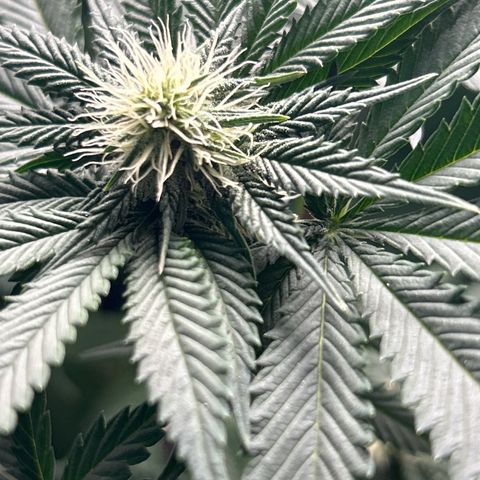 Solfire cherrylicious growlog timeline photo