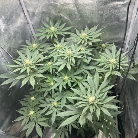 Solfire cherrylicious growlog timeline photo