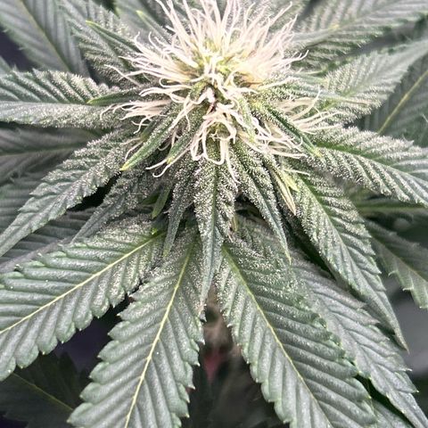 Solfire cherrylicious growlog timeline photo