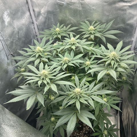 Solfire cherrylicious growlog timeline photo