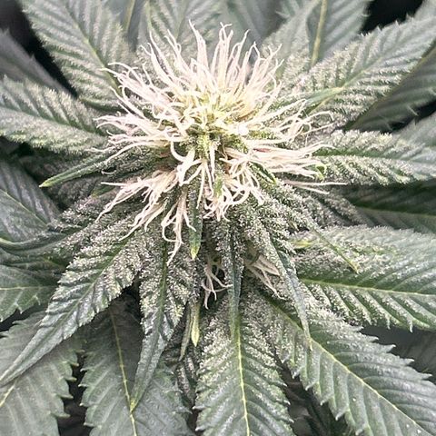 Solfire cherrylicious growlog timeline photo