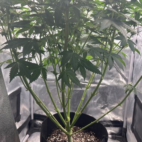 Solfire cherrylicious growlog timeline photo
