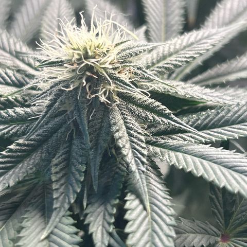 Solfire cherrylicious growlog timeline photo