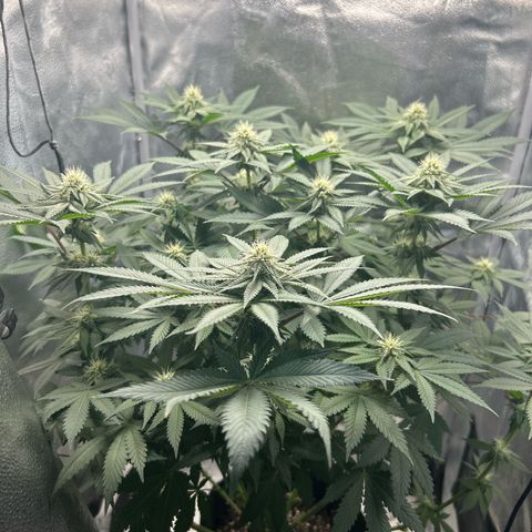 Solfire cherrylicious growlog timeline photo