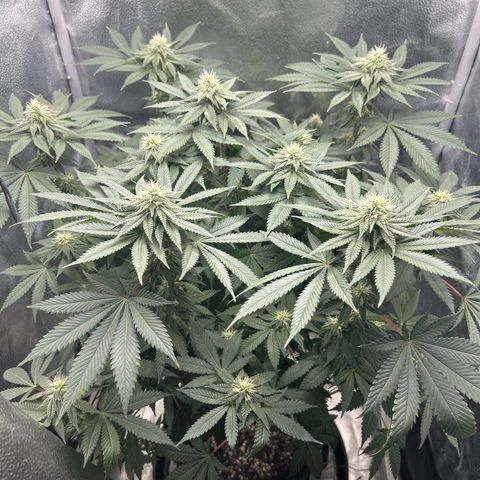 Solfire cherrylicious growlog timeline photo