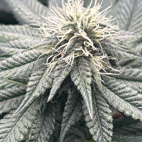 Solfire cherrylicious growlog timeline photo
