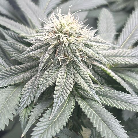 Solfire cherrylicious growlog timeline photo
