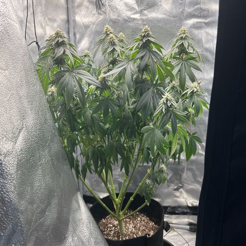 Solfire cherrylicious growlog photo: Forgot to water 