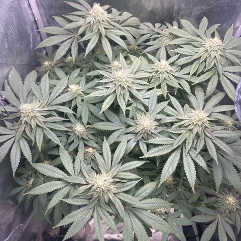 Solfire cherrylicious growlog timeline photo