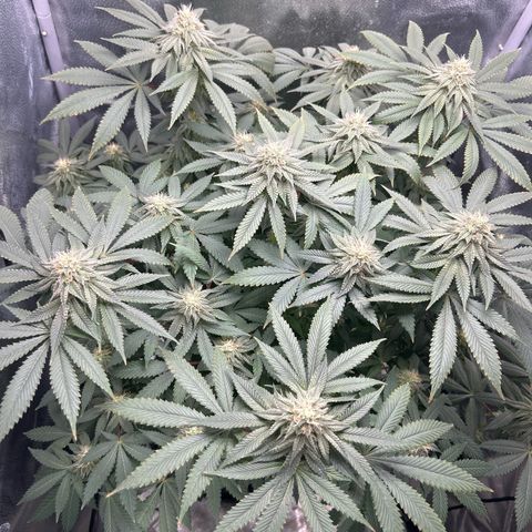 Solfire cherrylicious growlog timeline photo