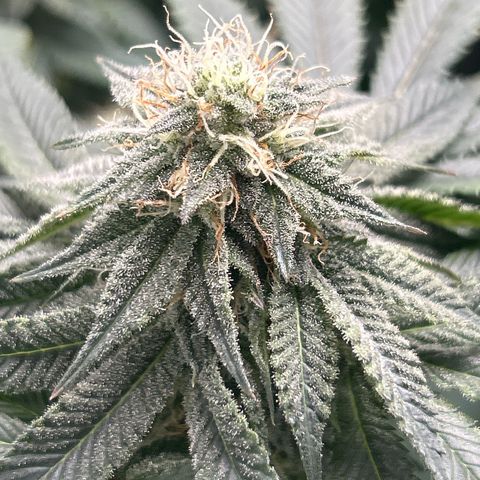 Solfire cherrylicious growlog timeline photo