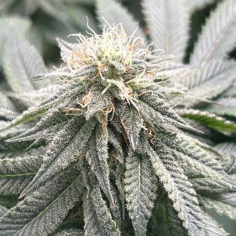 Solfire cherrylicious growlog timeline photo