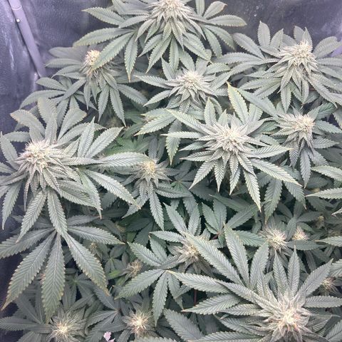 Solfire cherrylicious growlog timeline photo