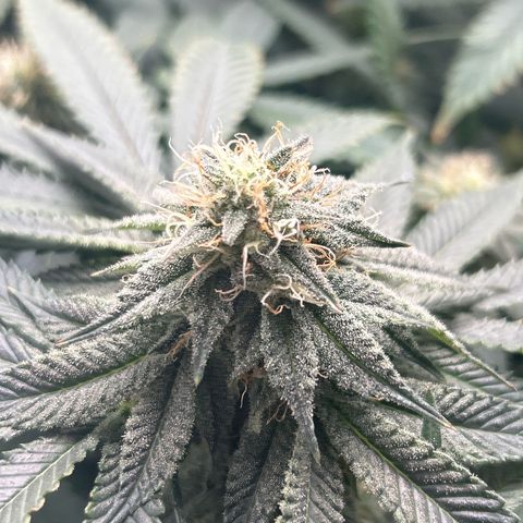 Solfire cherrylicious growlog timeline photo