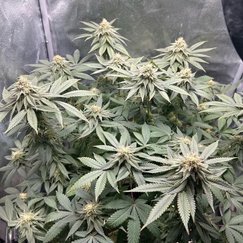 Solfire cherrylicious growlog timeline photo