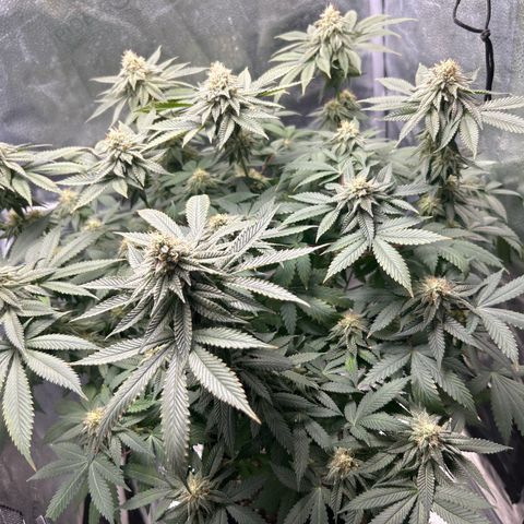 Solfire cherrylicious growlog timeline photo