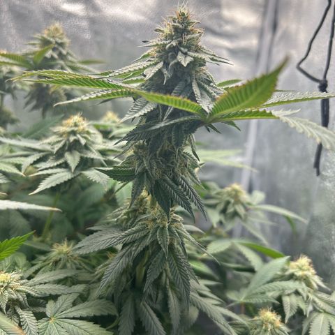 Solfire cherrylicious growlog timeline photo