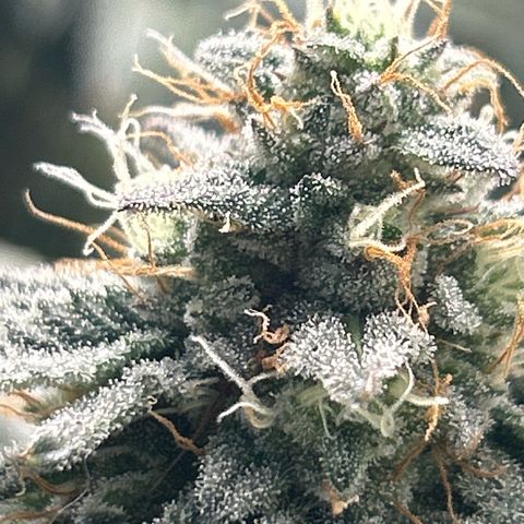 Solfire cherrylicious growlog timeline photo