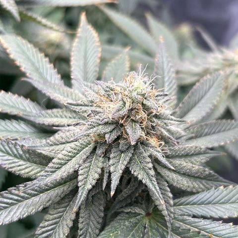 Solfire cherrylicious growlog timeline photo