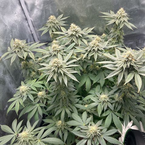 Solfire cherrylicious growlog timeline photo