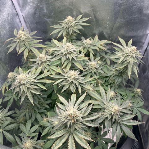 Solfire cherrylicious growlog timeline photo