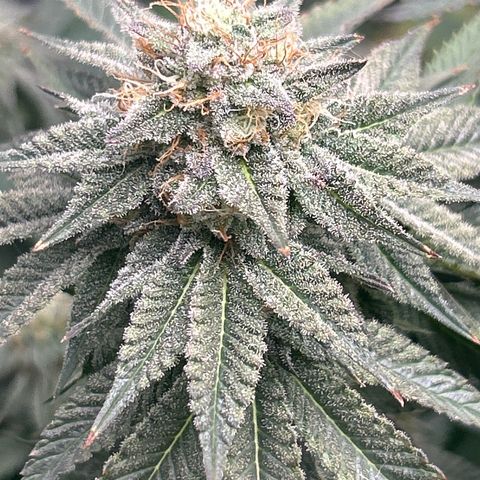 Solfire cherrylicious growlog timeline photo