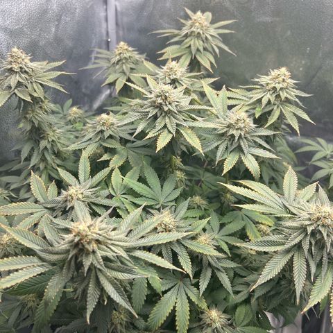Solfire cherrylicious growlog timeline photo