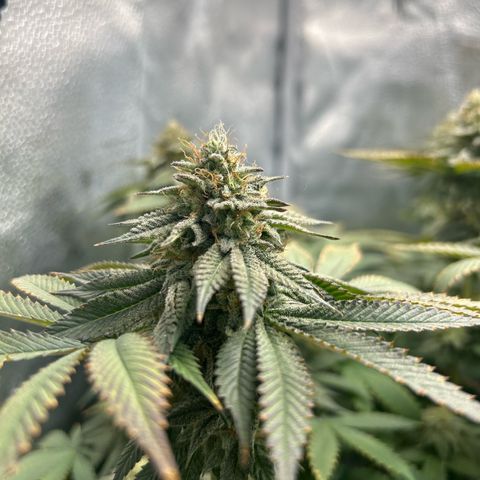 Solfire cherrylicious growlog timeline photo