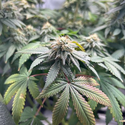 Solfire cherrylicious growlog timeline photo