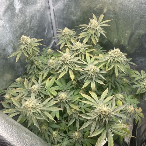 Solfire cherrylicious growlog timeline photo