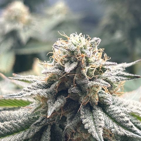 Solfire cherrylicious growlog timeline photo