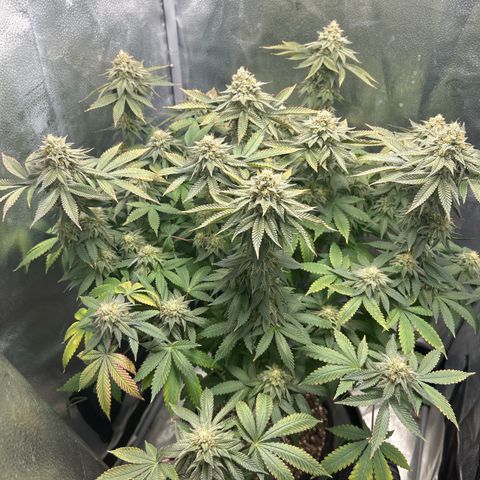 Solfire cherrylicious growlog timeline photo