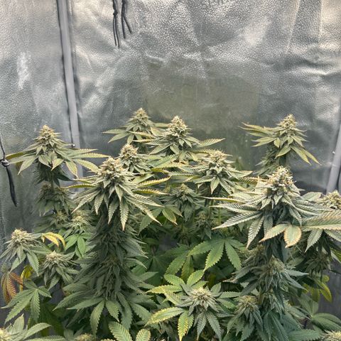 Solfire cherrylicious growlog timeline photo