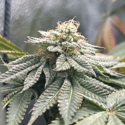 Solfire cherrylicious growlog timeline photo