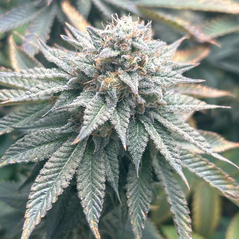 Solfire cherrylicious growlog timeline photo