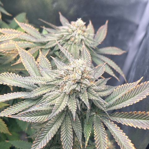 Solfire cherrylicious growlog timeline photo