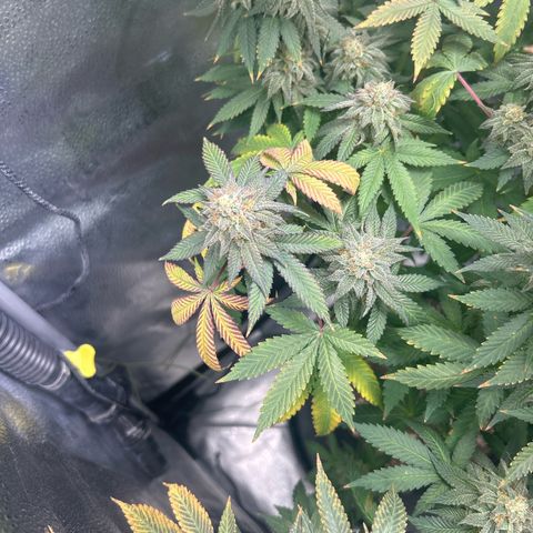 Solfire cherrylicious growlog timeline photo
