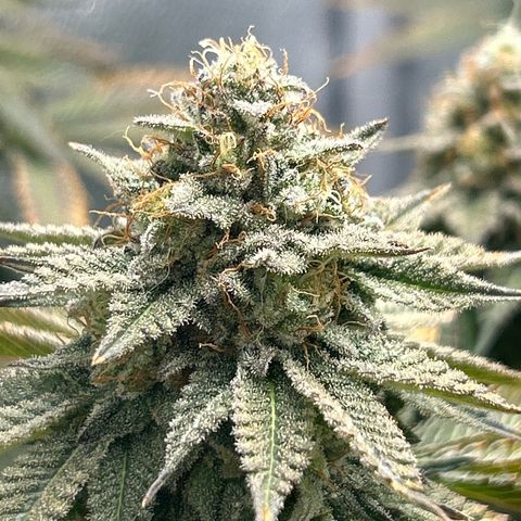 Solfire cherrylicious growlog timeline photo