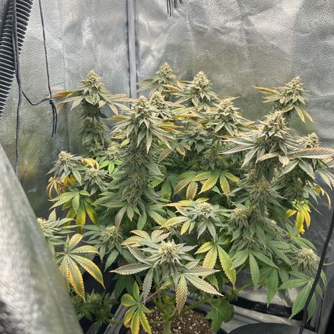 Solfire cherrylicious growlog timeline photo