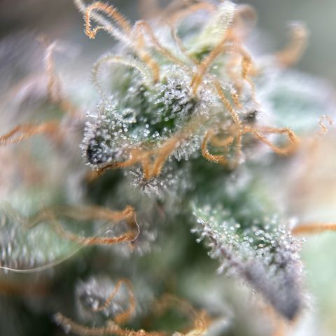Solfire cherrylicious growlog timeline photo