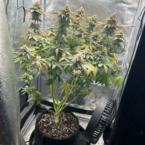 Solfire cherrylicious growlog timeline photo