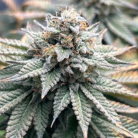 Solfire cherrylicious growlog timeline photo