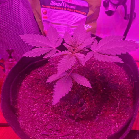 Watermelon Zkittlez growlog timeline photo