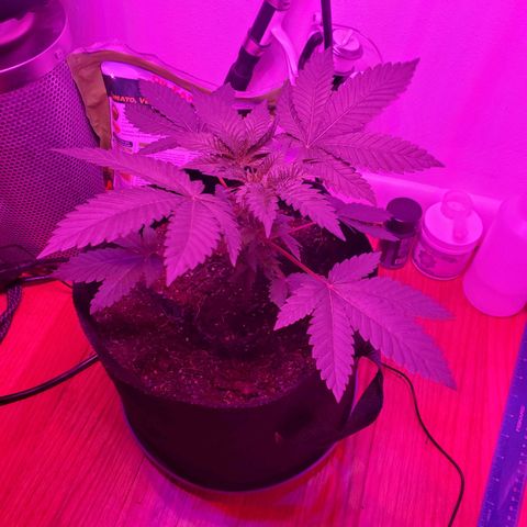 Watermelon Zkittlez growlog timeline photo